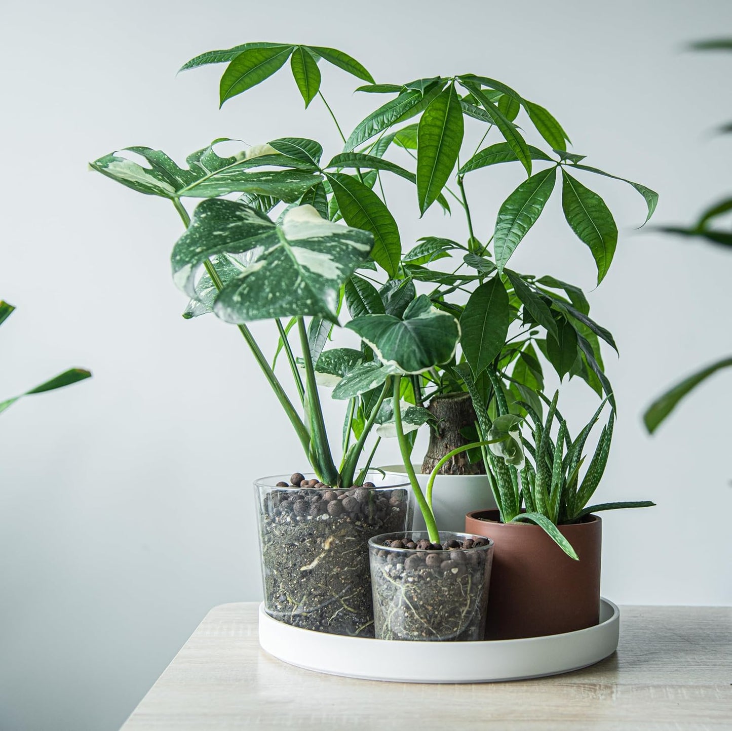 Phoenix Vine 14 Inch Plastic Plant Saucer Water Drip Tray, Heavy Sturdy Round Plant Drainage Tray for Indoors Outdoor, Matte White, 21-TY-14W-1