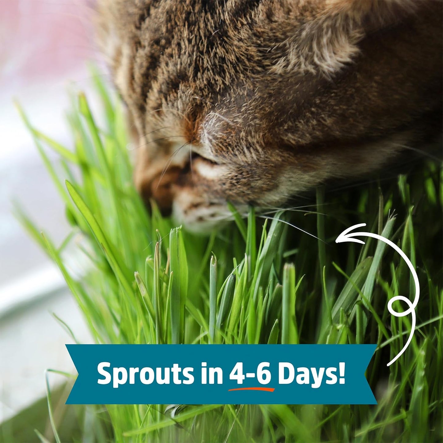 Back to the Roots 100% Organic Wheatgrass Seeds | 1 Pound Non-GMO | Nutrient Dense, Easy to Grow | Cat Grass Planter Seeds