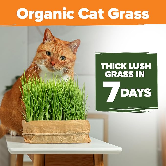 HOME GROWN Organic Cat Grass Seeds Pack 8oz – 7200 𝗡𝗢𝗡-𝗚𝗠𝗢 𝗨𝗦𝗔-𝗦𝗢𝗨𝗥𝗖𝗘𝗗 Heirloom Oat & Barley Grass Seeds for Indoor Cats – High Germination Hairball Relief, Pet Grass Ready in 7Days