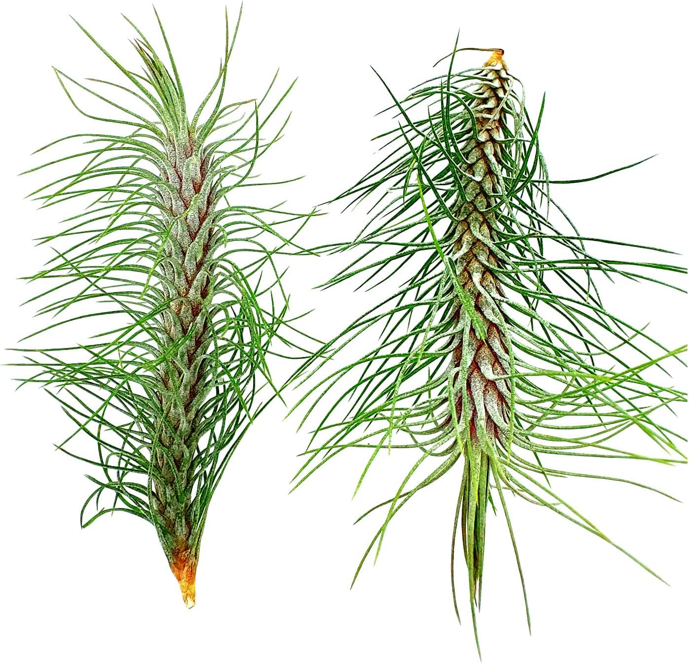 Air Plants - Colombian Tillandsia Funckiana, Large 5" - 2ct - Live Arrival Guaranteed - House Plants for Home Decor & Gift