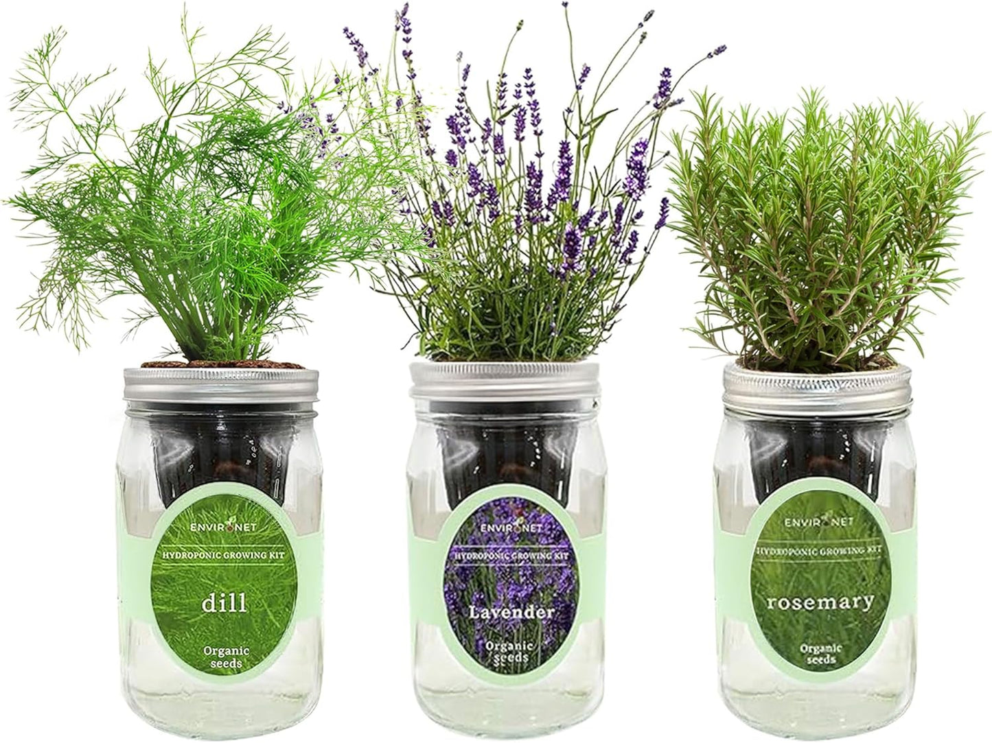 Hydroponic Herb Growing Kit Set, Self-Watering Mason Jar Herb Garden Starter Kit Indoor, Grow Your Own Herbs from Seeds (Dill, Lavender & Rosemary)
