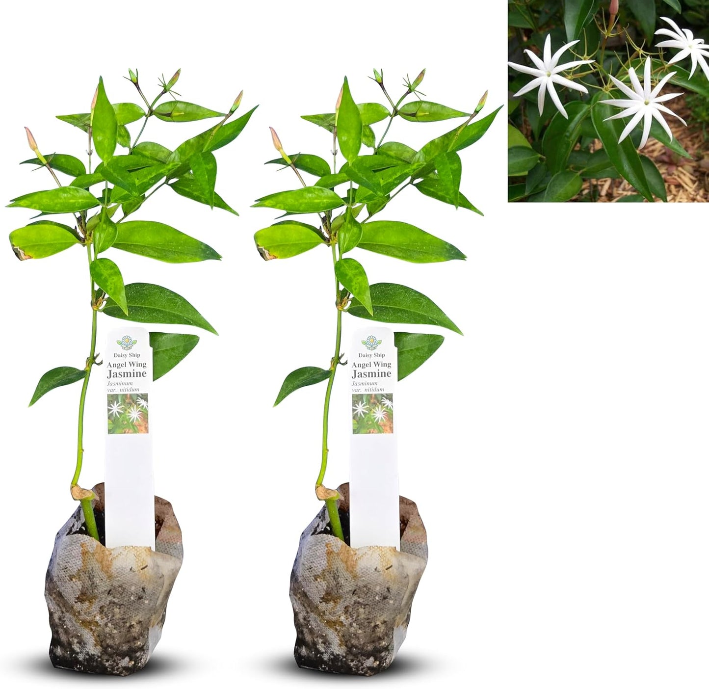 Live Angel Wing Jasmine (Jasminum Nitidum) Plants - Fragrant, White Blooming Evergreen Shrub for Any Garden (2 jas Angel sacs)
