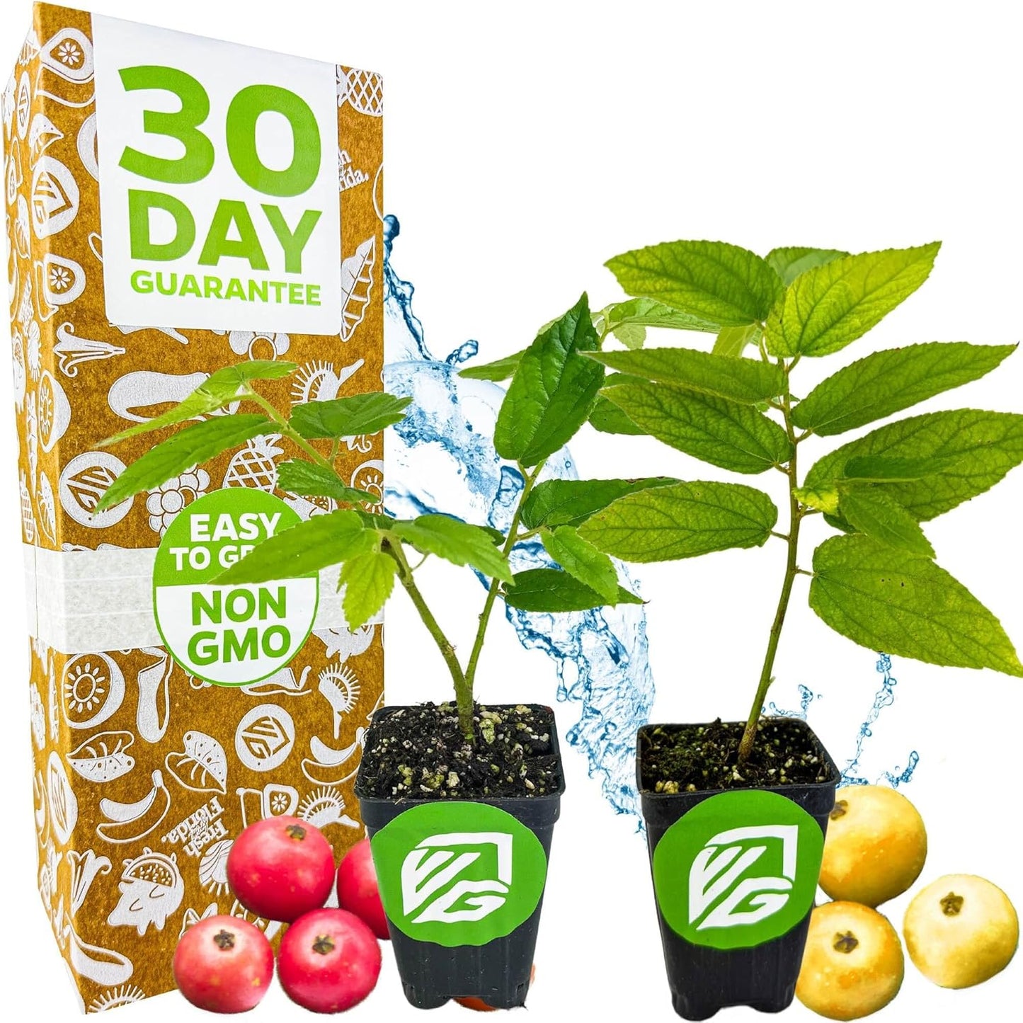 Red (Strawberry Tree) & Yellow Jamaican Cherry Trees - Muntingia Calabura by Wellspring Gardens Starter Plant - Lush Foliage, Drought-Tolerant, Sweet-Fruited Ornamental Beauty for Your Garden