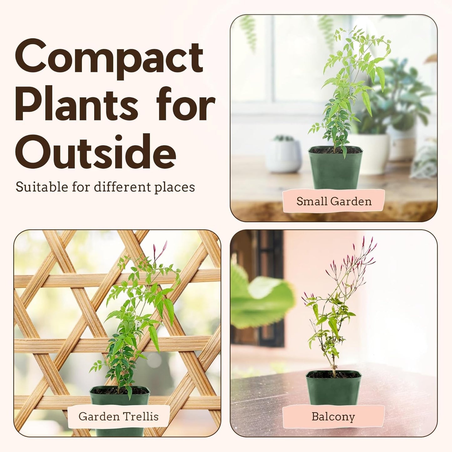 Generic Mini Pink Jasmine Vine, Fragrant and Live Houseplant, 2 Inch Pot, Jasminum Polyanthum (5)