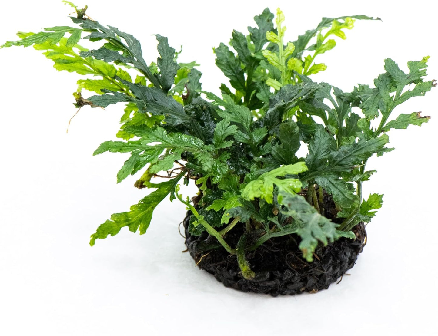 Java Fern Live Aquarium Plants – Windelov, Narrow Leaf & More– Easy Aquascaping Plants for Freshwater Tanks, Low Light, No CO₂ (Bolbitis Difformis 'Mini' on Nutripad)