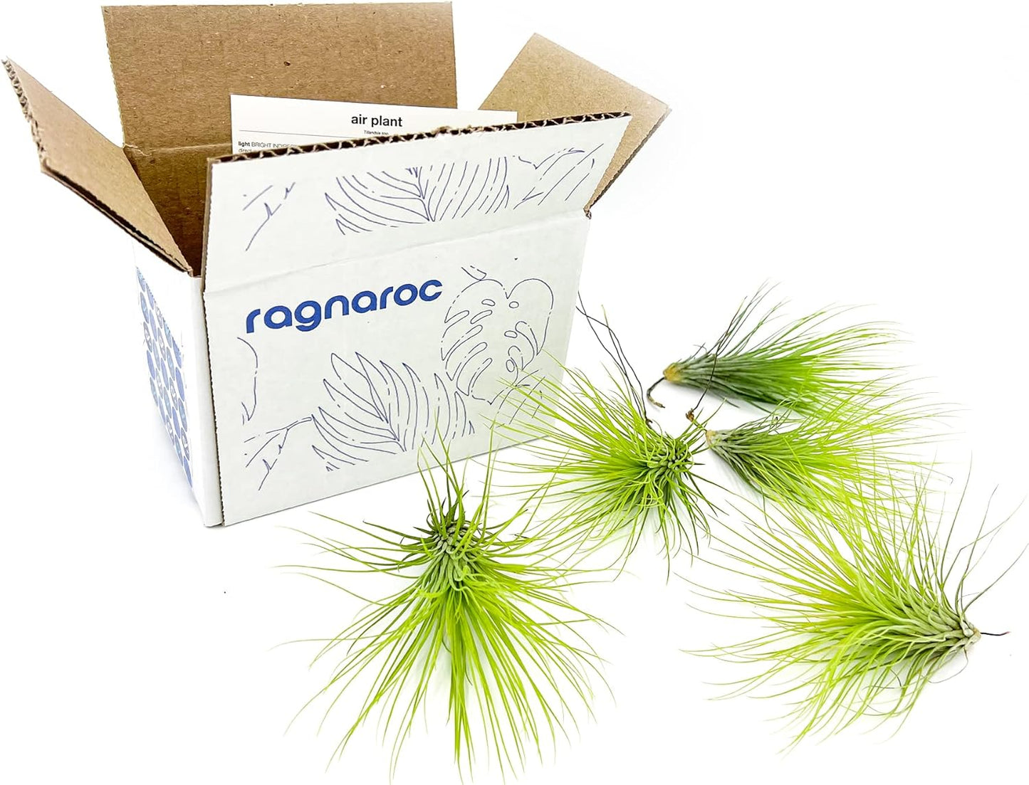 Air Plants - Tillandsia Andreana, Large 4-6" - 5ct - Live Arrival Gauranteed - House Plants for Home Decor & Gift