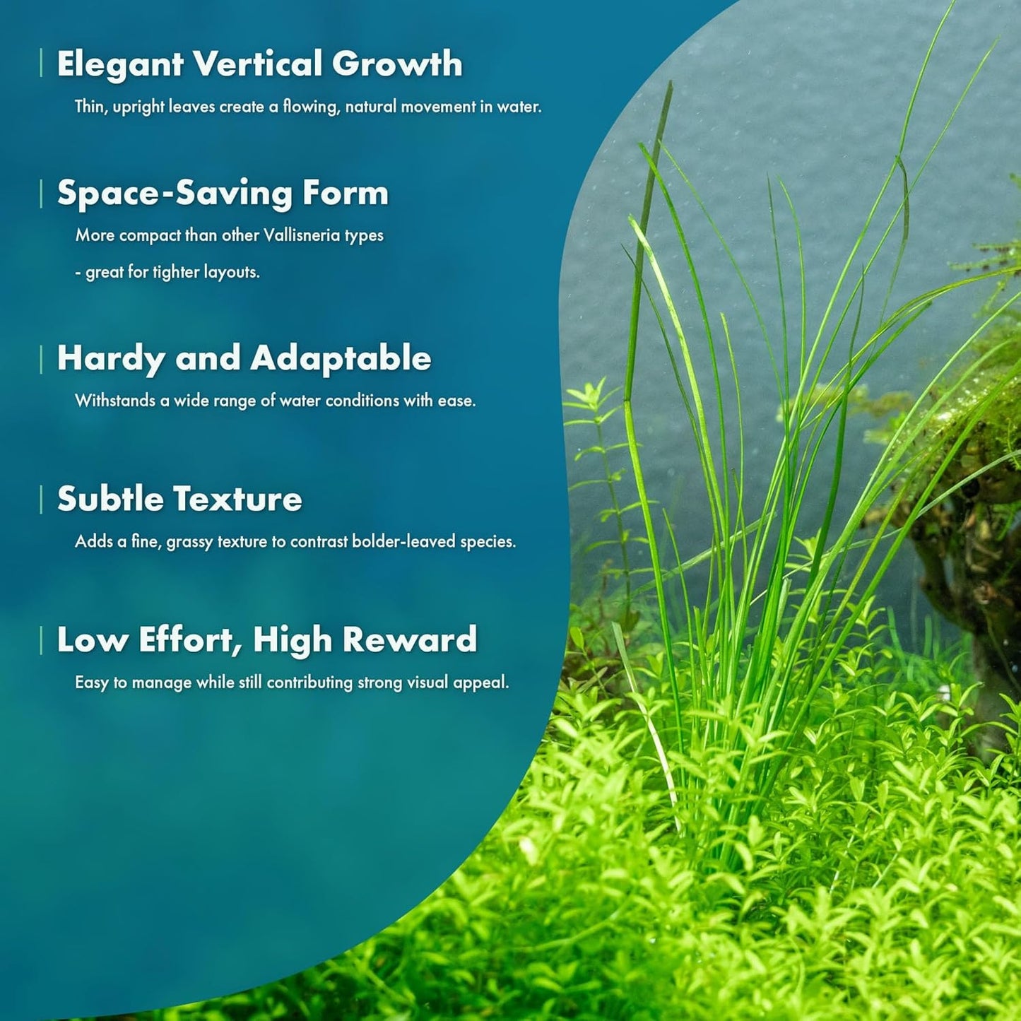 Live Plant - Tall Grass, Vallisneria Nana - Easy Care, Low to Moderage Light, Bright Green Accent, Freshwater Aquatic Plant for Aquascaping - Lead Bunch