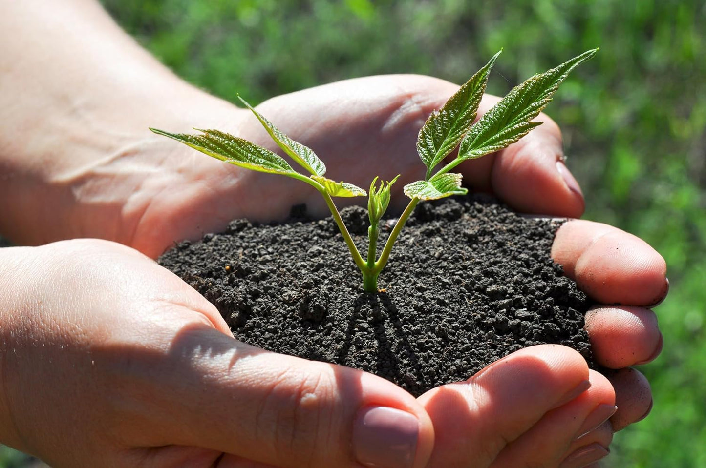 Organic Worm Castings – Earthworm Castings for Plants – Premium Worm Castings Fertilizer for Nutrient-Rich Soil and Healthy Growth (4 QUARTS)