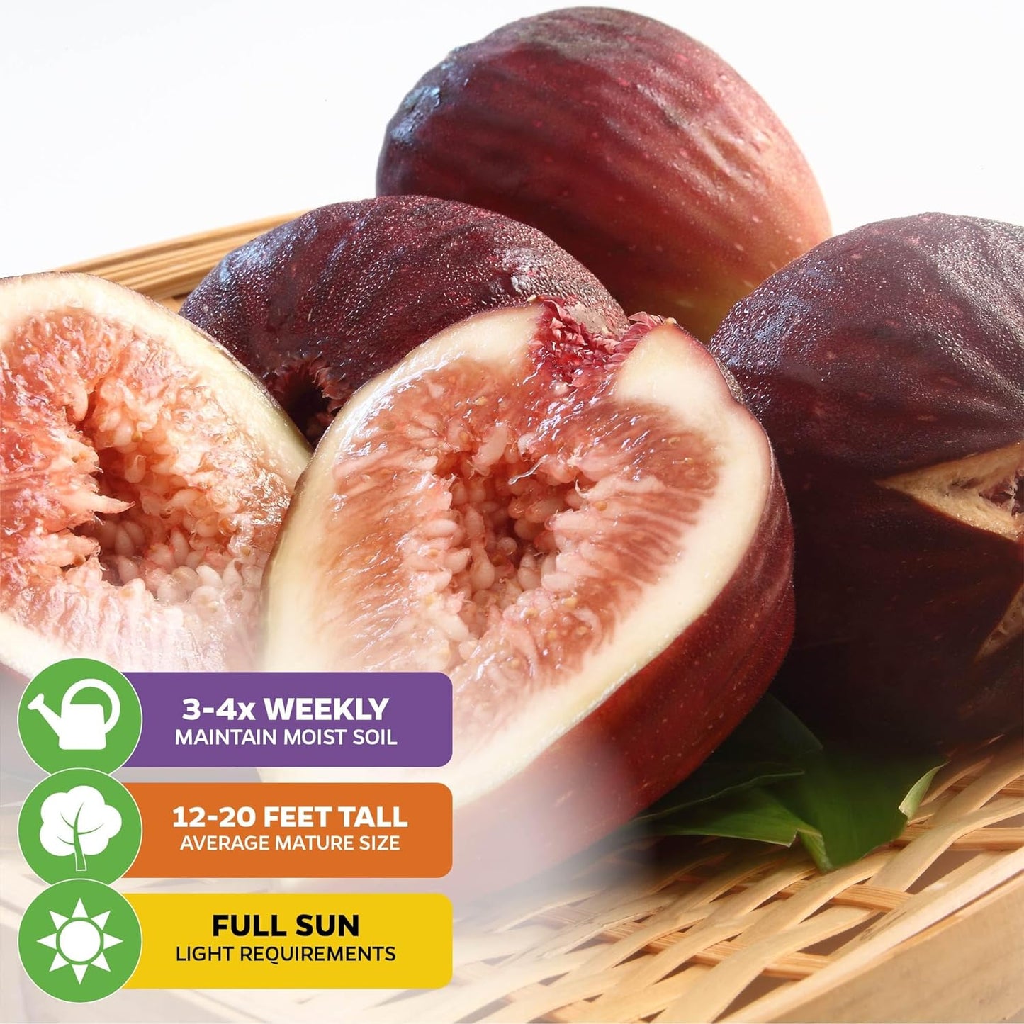 Beer's Black Fig Tree (Dwarf Habit) Live Plant - Ficus carica 'Beer's Black' - Wellspring Gardens - Cold-Hardy Fig, Dwarf Fig Tree, Compact Fig Plant - Fruit Bearing Starter Tree