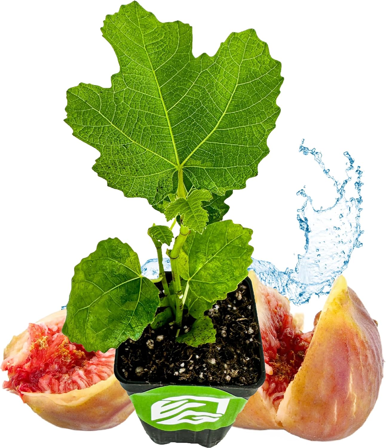 LSU Gold Fig Tree Starter Plant - Ficus carica by Wellspring Gardens - Fig Live Plants- Fig Tree - Fig Plant - Fig Trees Live Plants for Plants Enthusiast