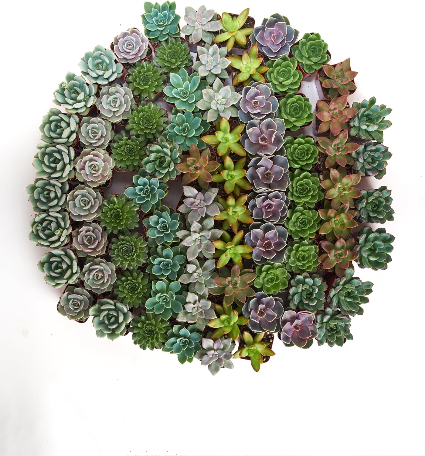 Shop Succulents Rosette Succulent Plant Pack Collection - Live Mini Succulent Plants, Low Maintenance, Floral Shaped Mix of Colors & Textures - Wedding and Party Favors, Gift & Garden, Pack of 256