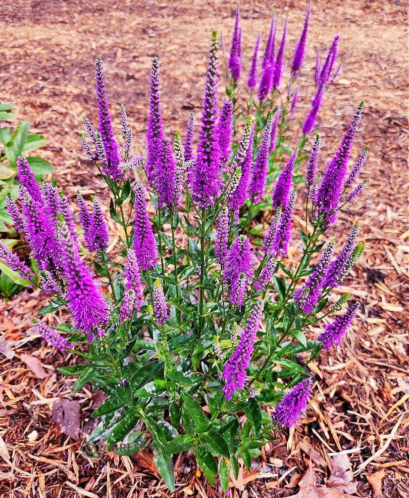 Greenwood Nursery: Live Perennial Plants - 'Very Van Gogh' Spiked Speedwell + Veronica Spicata - [Qty: 10x Pint Pots] - (Click for Other Available Plants/Quantities)