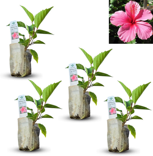 Pink Hibiscus. rosa-sinensis. Live Plant - Tropical Blooming Hibiscus, Pretty Flowers, Used in Tea and Juice (4 Pink Hibiscus sacs)