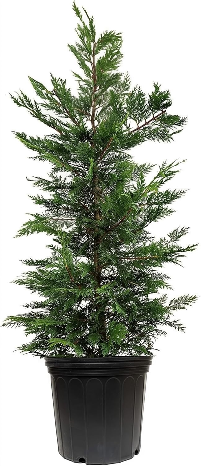 Leyland Cypress | 2 Extra Large 3 Gallon Plants | Cupressocyparis leylandii | Fast Growing Privacy Trees, Evergreen Landscape Plants, Drought Tolerant, Low Maintenance, Windbreak, Hardy