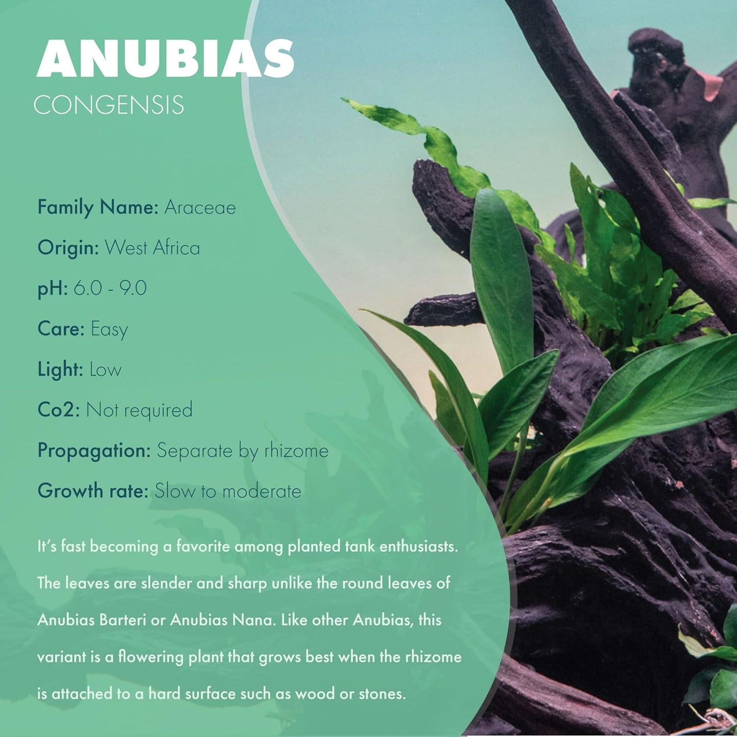 Anubias Live Aquarium Plants - Potted Freshwater Plant for Fish Tanks, Terrariums - Beginner Friendly Low Light (Congensis, Mother Plant)