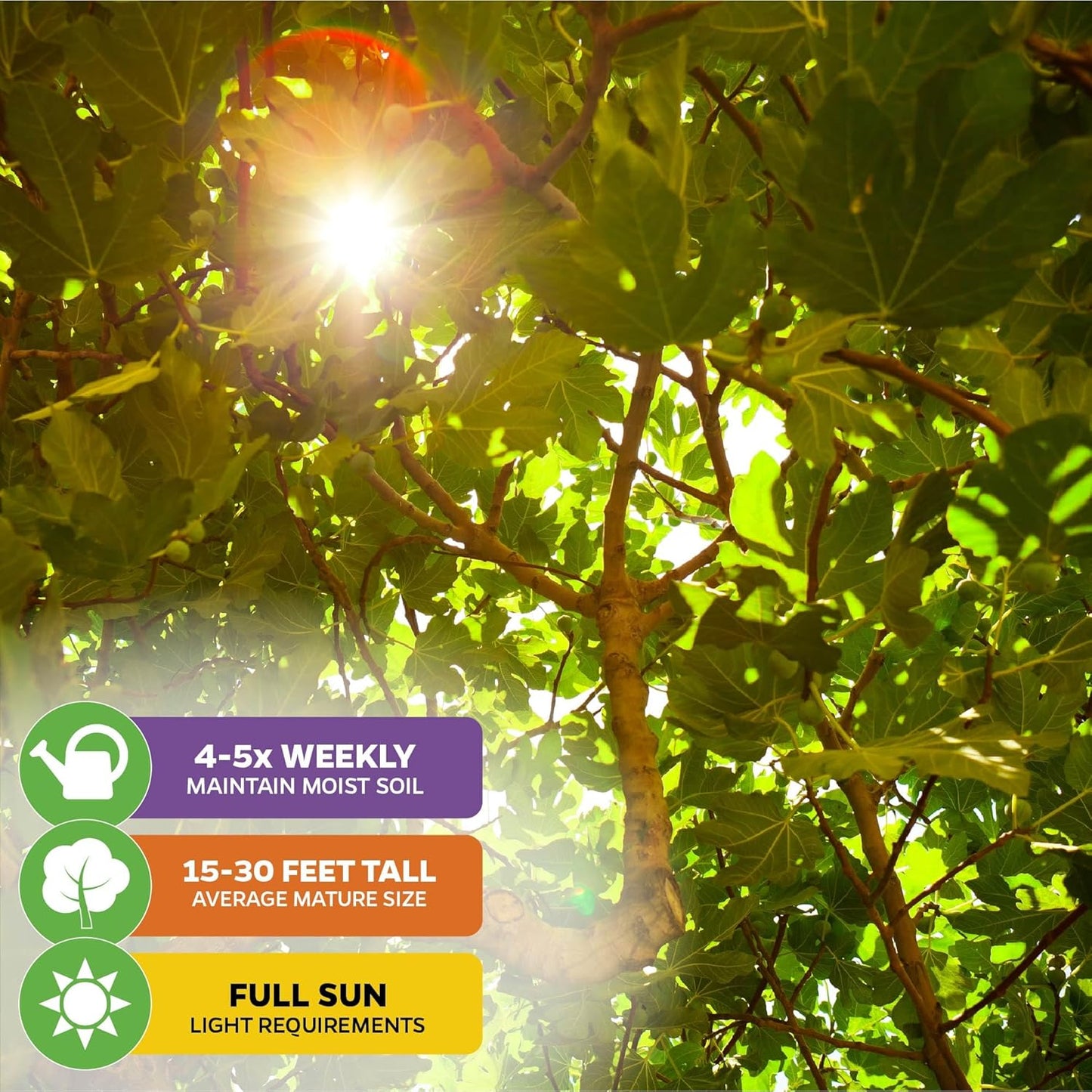 Black Mission Fig Tree Live Plant - Ficus carica - Wellspring Gardens Starter Plant