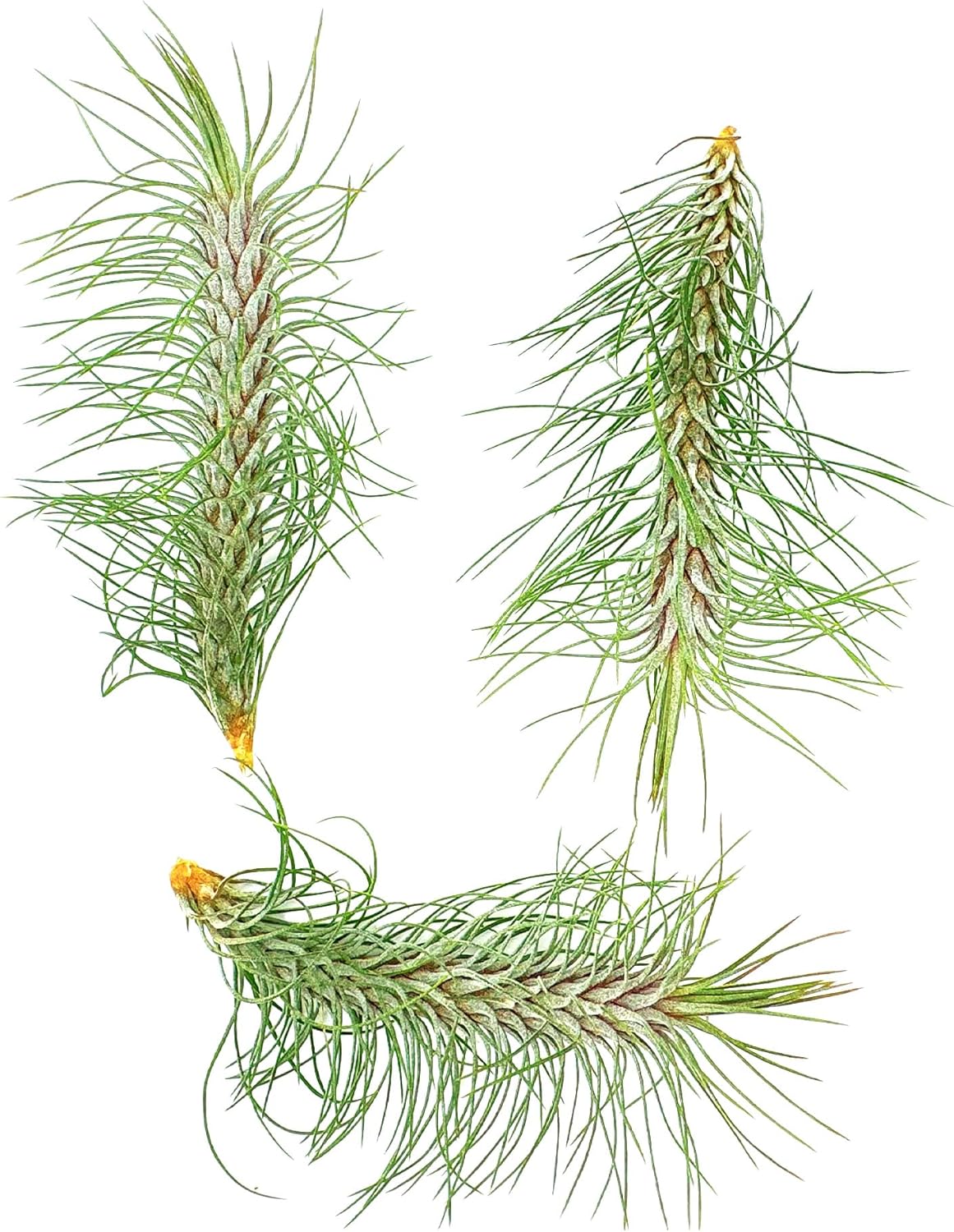 Air Plants - Colombian Tillandsia Funckiana, Large 5" - 3ct - Live Arrival Guaranteed - House Plants for Home Decor & Gift