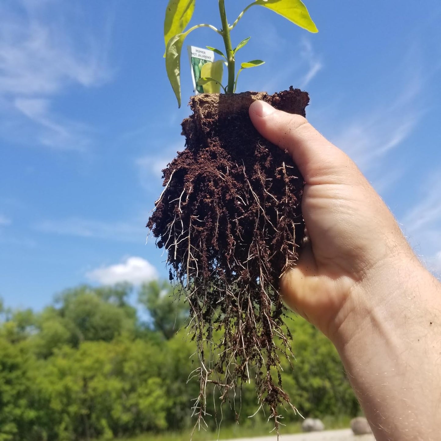 Daniel's Plants 3" Naked Pots | Natural Plantable Seed Starter Pots | OMRI-Listed Biodegradable for Seedlings | Enhanced Drainage & Aeration | Earth Friendly - Peat Free | 16 Pack 3 Inch Round