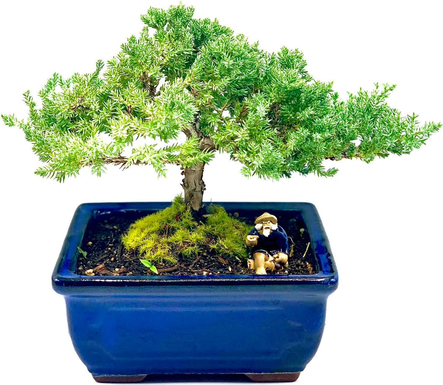 Live Dwarf Juniper Bonsai Tree 7 Year Old | Juniper or Jade Bonsai Tree | Indoor/Outdoor | 100% Handcrafted| Home and Office Décor | Best Gift for Holiday