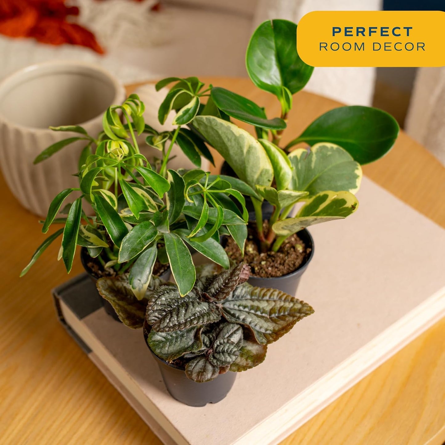 Costa Farms Live Plants (Pack of 20), Easy to Grow Live Indoor Houseplants in 2.5-Inch Plant Pots, Hand-Selected Varieties, Home and Room Decor