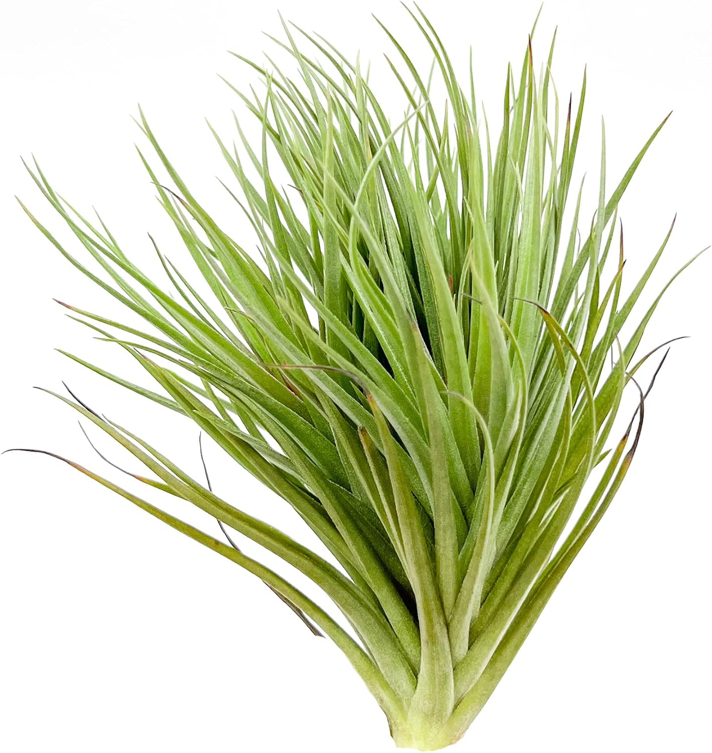 Air Plants - Flowering Tillandsia Rose BAER, Large 5" - 1ct - Live Arrival Guaranteed - House Plants for Home Decor & Gift