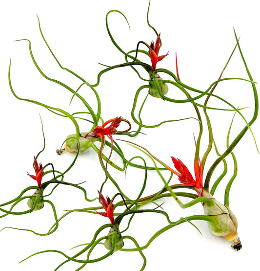 Air Plants - Flowering Tillandsia Bulbosa Belize, Giant 7-9" - 5ct - Live Arrival Guaranteed - House Plants for Home Decor & Gift