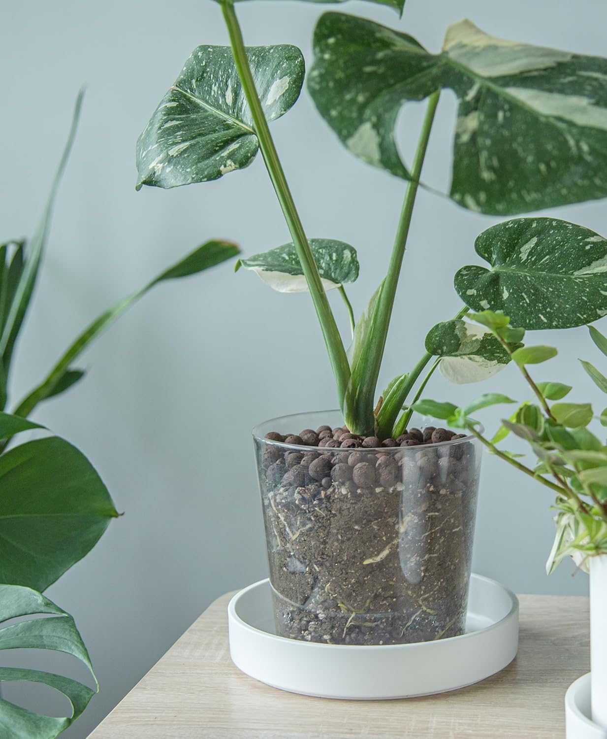 Phoenix Vine 8 Inch Plastic Plant Saucer Water Drip Tray, Heavy Sturdy Round Plant Drainage Tray for Indoors Outdoor, Matte White, 21-TY-8W-1