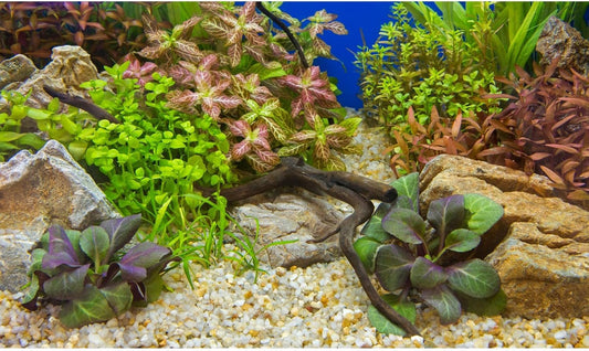 Aquarium Background Various Underwater Grass Plants Pebble Aquarium Backdrop Vivid and Fresh Green Aquatic Plants Stone River Bed and Dead Wood Purple Leaves Tank Background Vinyl 24x12in