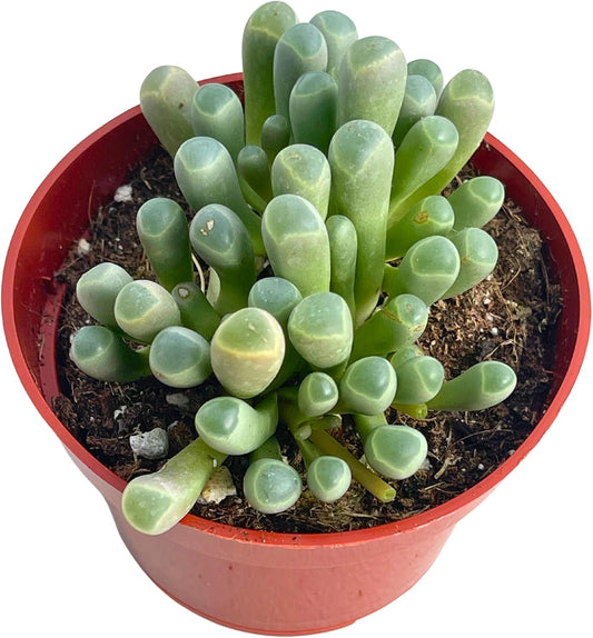 Live Succulent 4" "Baby Toes Fenestraria Rhopalophylla, Succulents Plants Live Fully Rooted House Plant for Home Office Decoration, DIY Projects by The Succulent Cult