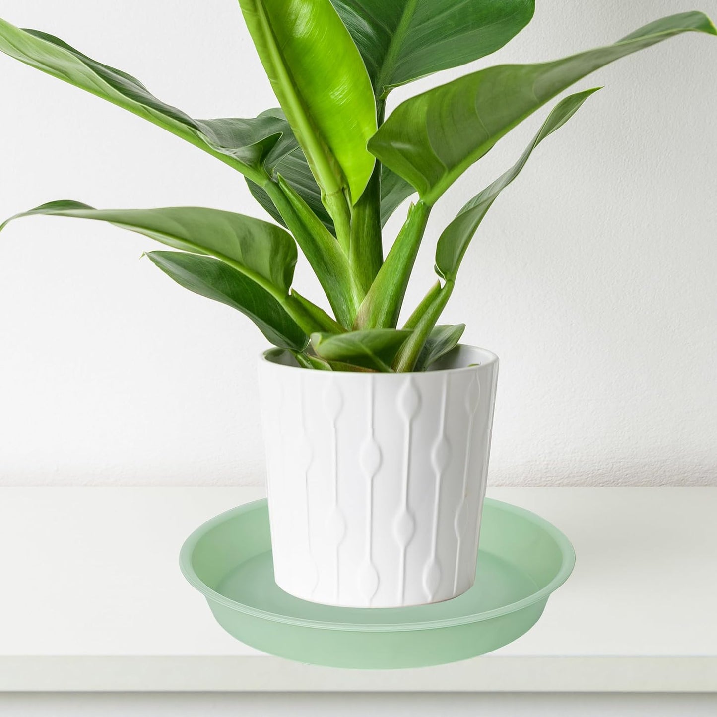 6 Pack of 6 inch Plant Saucer Drainage Tray, 4 5 7 8 10 12 13 15 17 19 inch Plastic Plant Water Tray, Flower Saucers for Indoors, Plant Dishes for Pots Base (6 inch, Light Green)