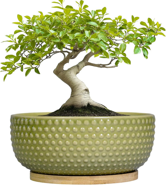 Bonsai Planter - 8 Inch Ceramic Succulent Pots with Drainage Hole and Saucer for Indoor Plants, Boho Shallow Round Planter Bowl, Desk Decor, Garden Lover Gifts, Green