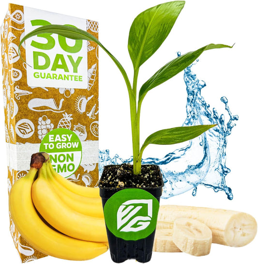 Dwarf Cavendish Banana Plant Live Tree - Musa by Wellspring Gardens – Starter Plant for Indoor and Outdoor Ambiance - Compact Size