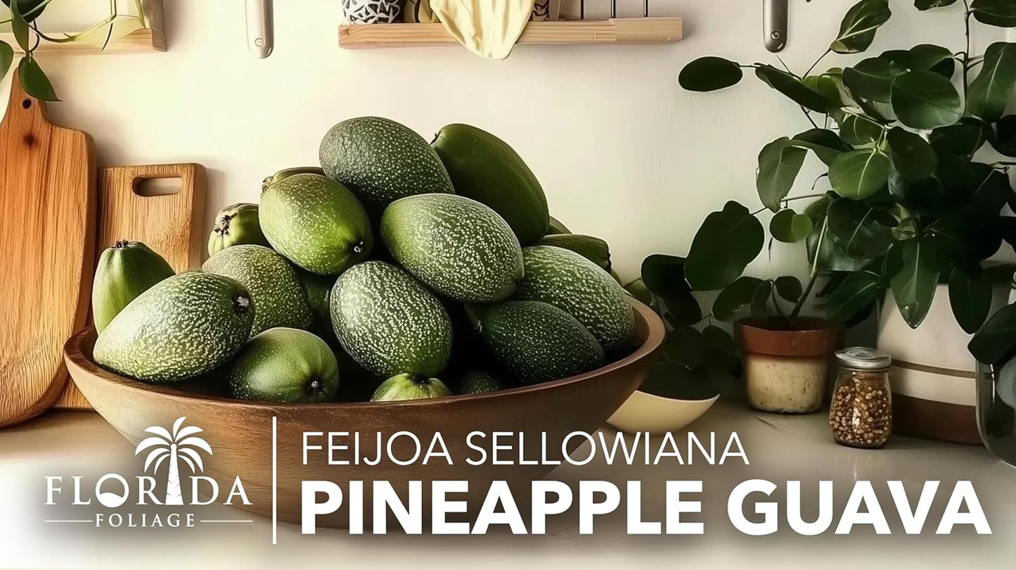 Pineapple Guava - 20 Live Plants - Feijoa Sellowiana - Edible Fruit and Flowering Foliage