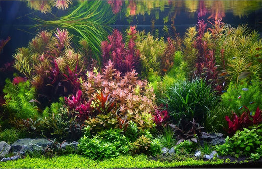 Aquarium Background Various Vivid Fresh Underwater Aquatic Plant Fish Tank Aquarium Backdrop Stone River Bed and Lake Fish Terrarium Background Decor Vinyl 60x24in