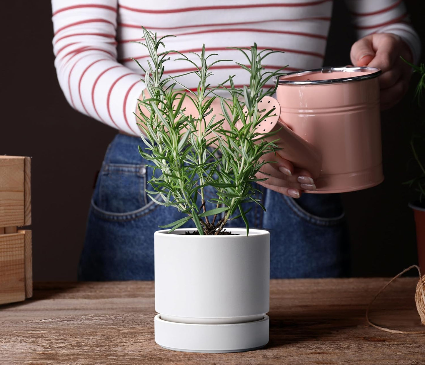 Phoenix Vine 6 Inch Planter Pot with Drainage Hole & Saucer, Deep Water Catch Tray, Straight Cylindrical Round Pot for Plants, Matte White, Pack of 3, 23-B-S-3