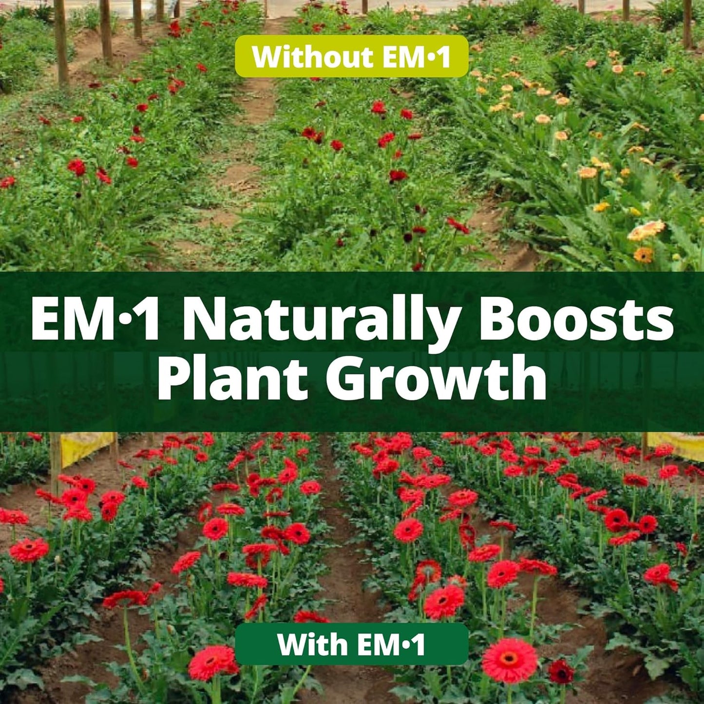 TeraGanix EM-1 Soil Conditioner (1 Btl = 16 Gal), Microbial Inoculant Concentrate, Plant Growth, Root Enhancer, Liquid Probiotic for Soils & Plants, Seed Germination, Garden, Lawn Care (16 fl oz)