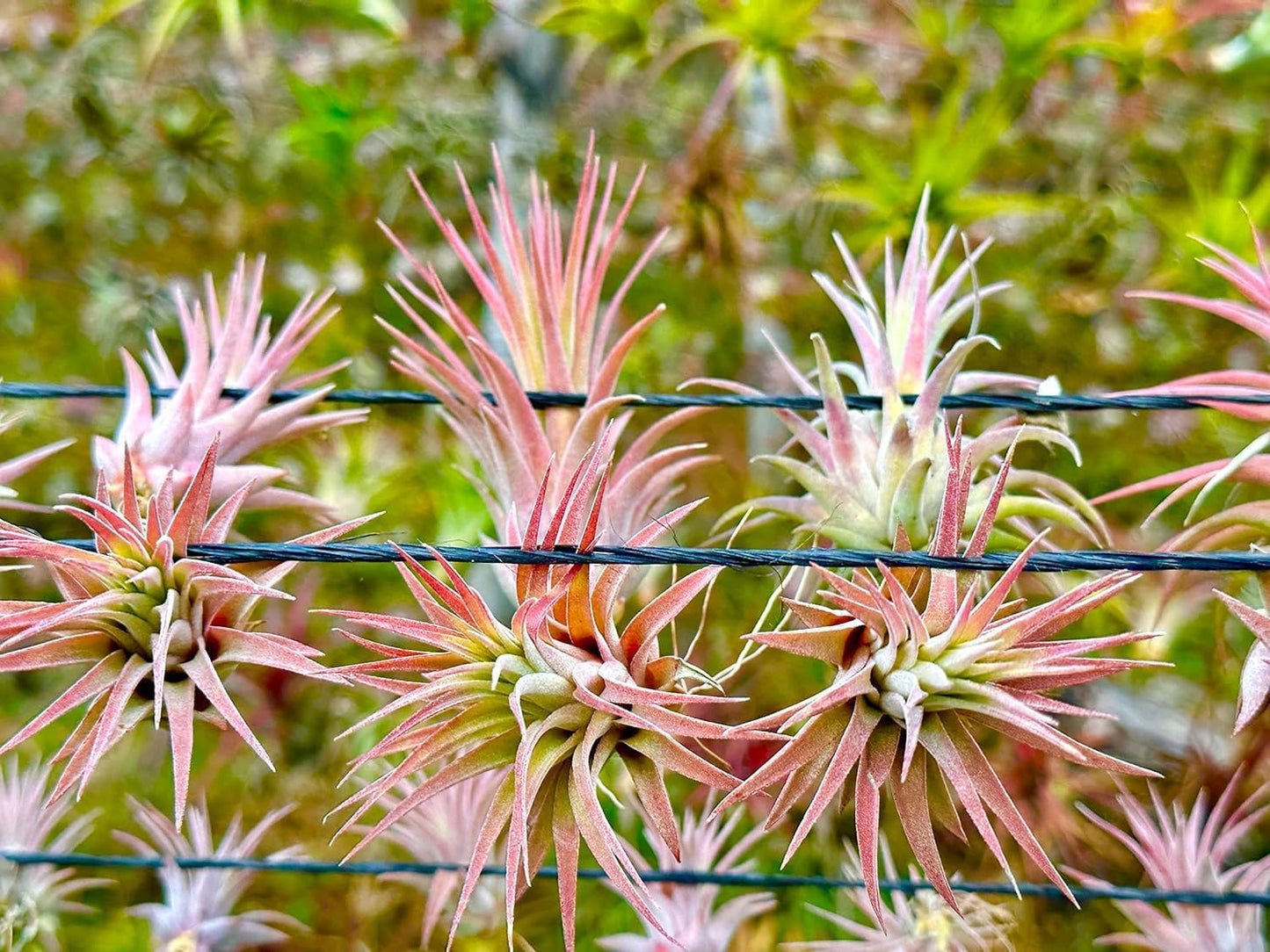 Air Plants - Tillandsia Ionantha Pack, Regular 1-3" - 5ct - Live Arrival Guaranteed - House Plants for Home Decor & Gift