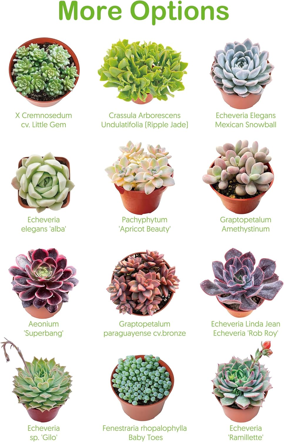 Live Succulents 'Turtle Vine' (4-inch), Succulent Plants Fully Rooted in Pots with Soil, Easy-Care House Plant for DIY, Home Office Decor, Wedding Party Favor