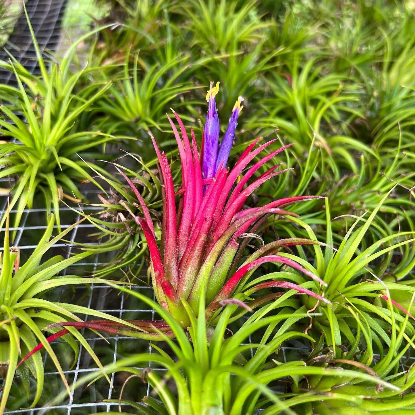 Air Plants - Tillandsia Ionantha Pack, Regular 1-3" - 5ct - Live Arrival Guaranteed - House Plants for Home Decor & Gift