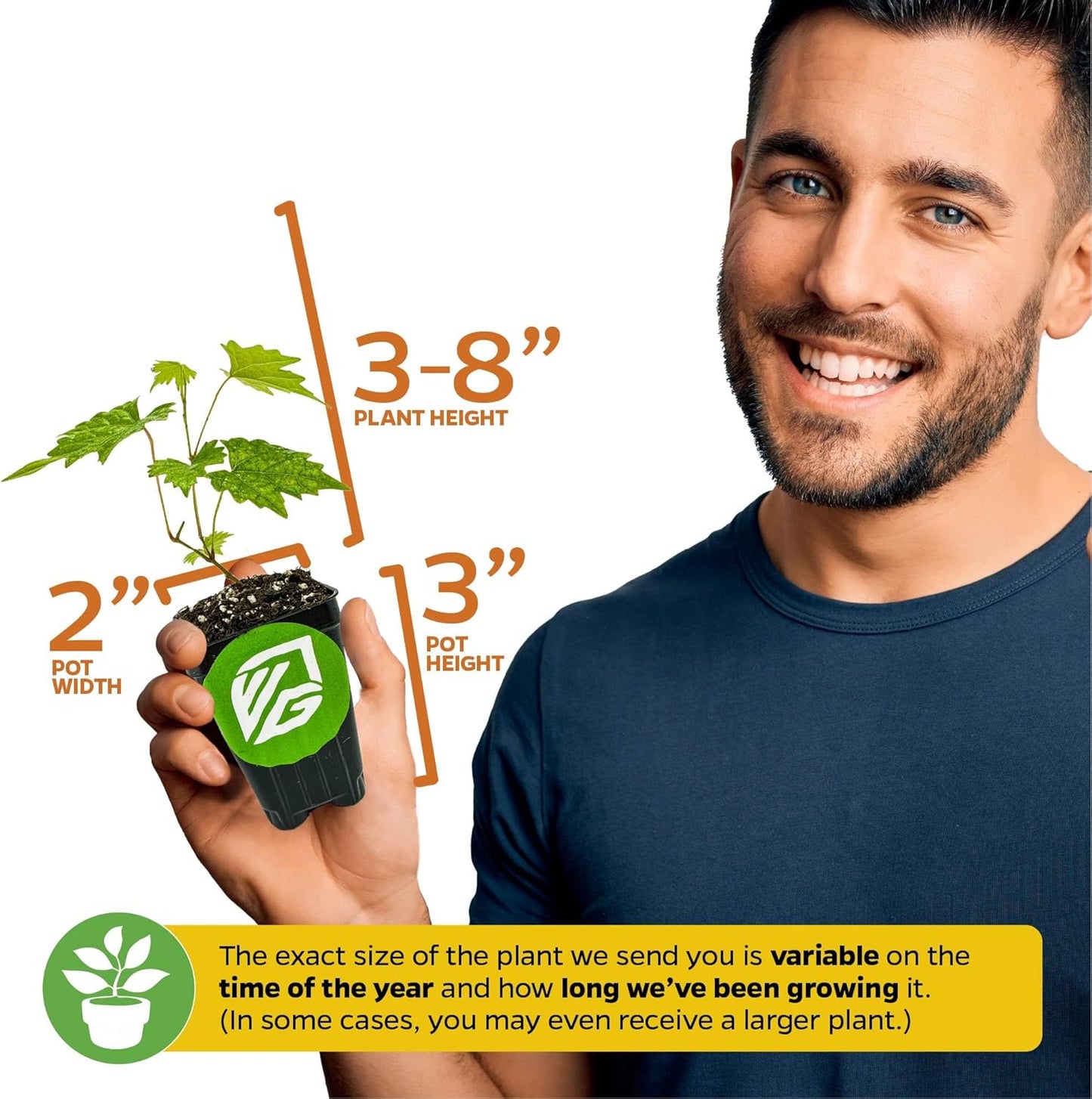 Southern Home Muscadine Grape - Vitis rotundifolia by Wellspring Gardens - Stunning Ornamental Vine, Grapevine for Southern Gardens, Unique Oak-Shaped Leaves, Juicy Black Grapes - Starter Plant