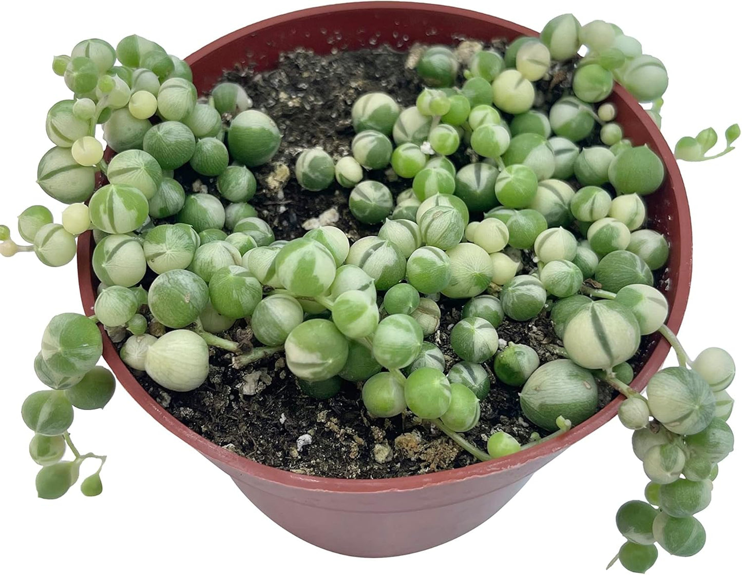 Live Succulent 4" Variegated String of Pearls, Succulents Plants Live, Succulent Plants Fully Rooted Hanging House Plant for Home Office Decoration, DIY Projects Party Favor Gift by The Succulent Cult