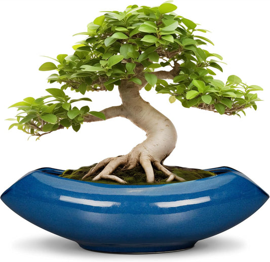 Bonsai Tree Pot 18 Inch - Ceramic Succulent Pots Large Bonsai Planter for Indoor Outdoor Plants Decorative Plant Pot with Drainage Hole Flower Pot for Home Garden Room Decor Blue