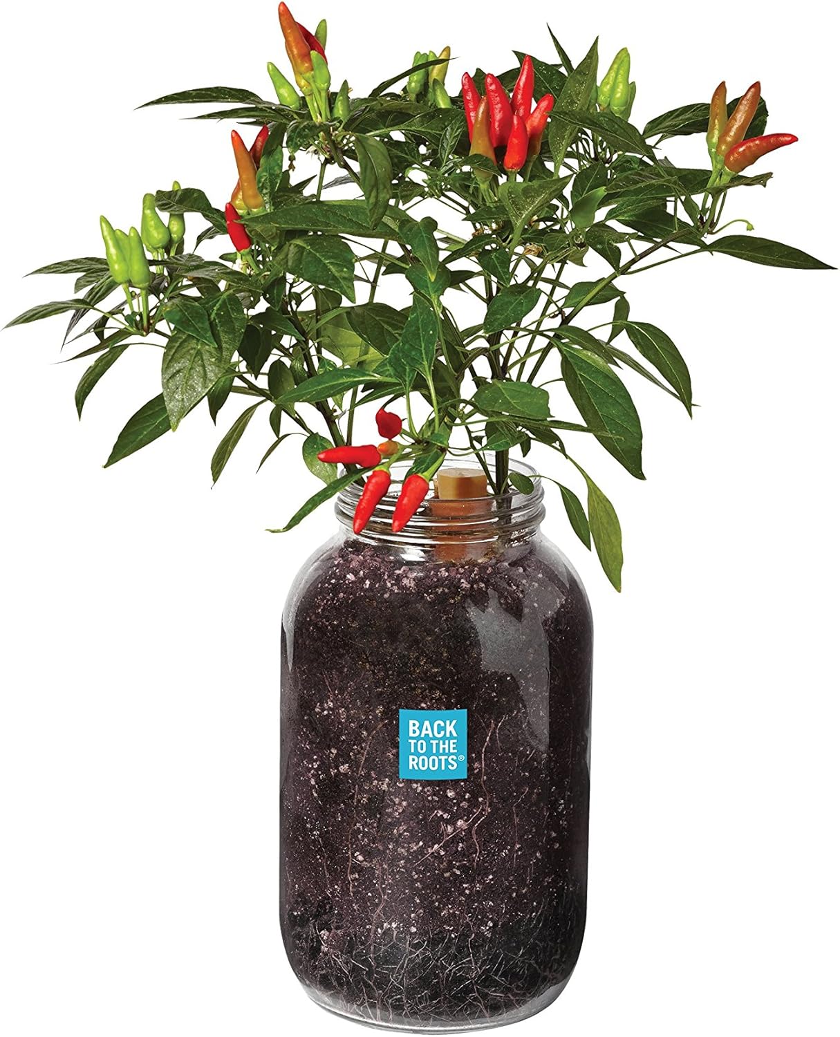 Back to the Roots Non-GMO Chili Planter, Grow Organic Chili Peppers Year Round, Windowsill Grow Kit, Top Gardening Gift, Holiday Gift, & Unique Gift
