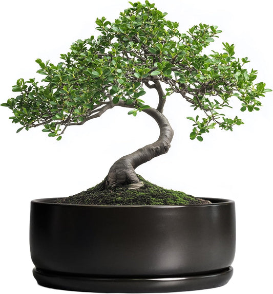 SQOWL Bonsai Pots - 8 Inch Ceramic Plant Pots for Succulents, Round Indoor Planter with Drainage Hole and Saucer, Shallow Modern Planter Bowl, Room Decor, Black