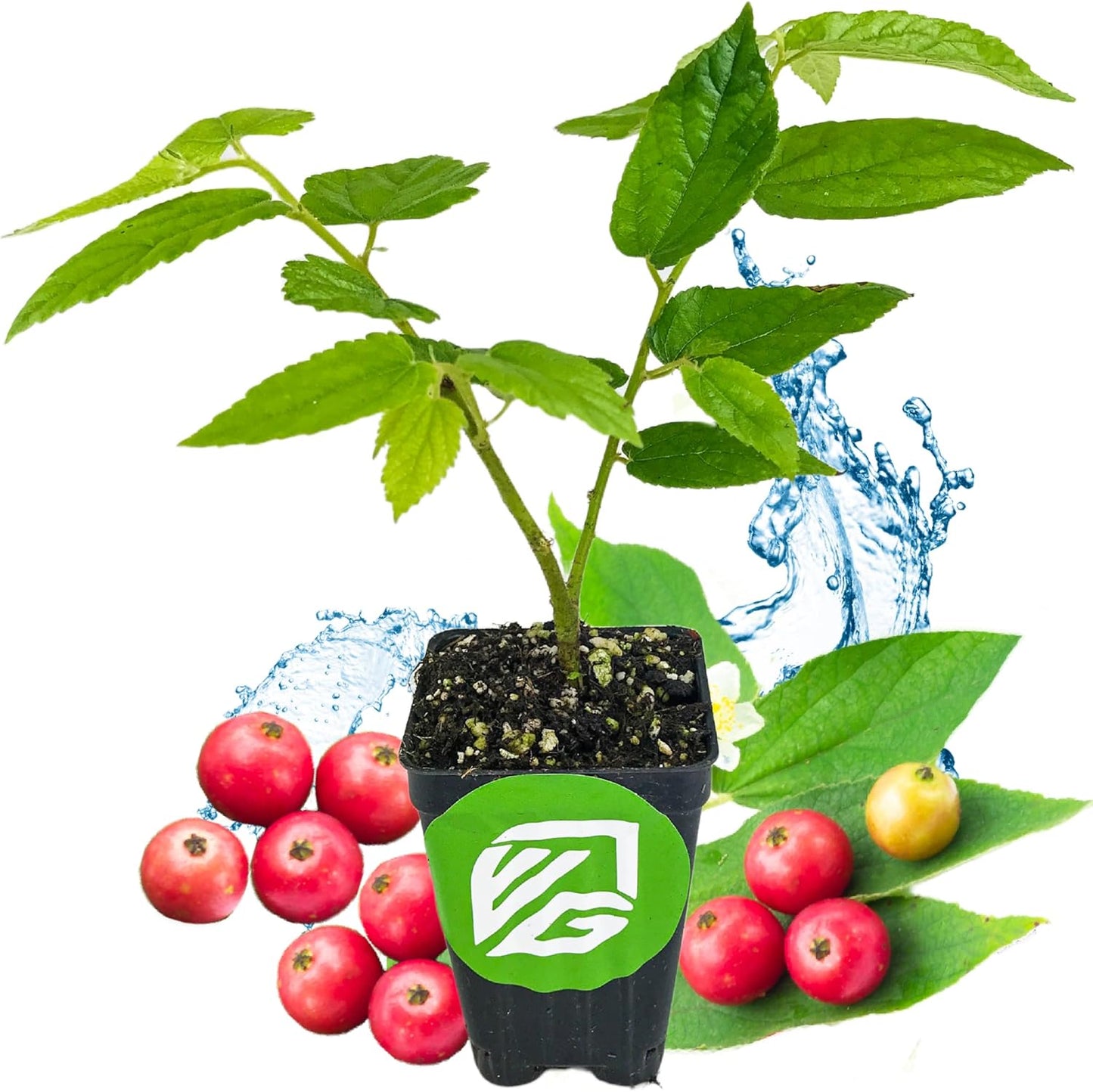 Red Jamaican Cherry (Strawberry Tree) - Muntingia calabura by Wellspring Gardens - Vibrant, Abundant Harvest, Quick-Fruiting, Drought-Tolerant, Ornamental Beauty, Sweet-Tasting Cherries, Lush Foliage