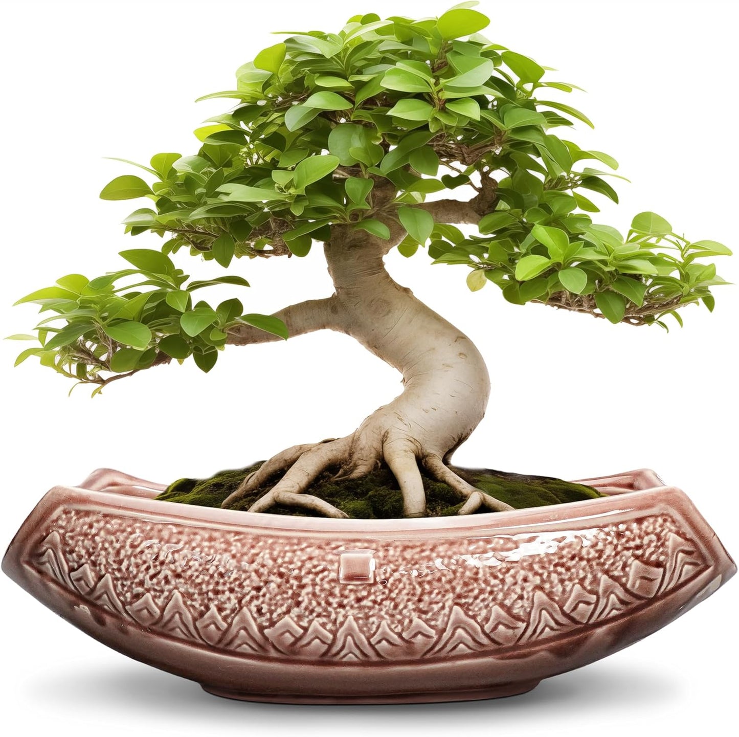 Large Bonsai Pots - 18 Inch Ceramic Succulent Pots with Drainage Hole, Bonsai Planter for Indoor Outdoor Plants, Ceramic Flower Pot, Decorative Plant Pot, Home Decor, Birthday Gifts, Red-Brown