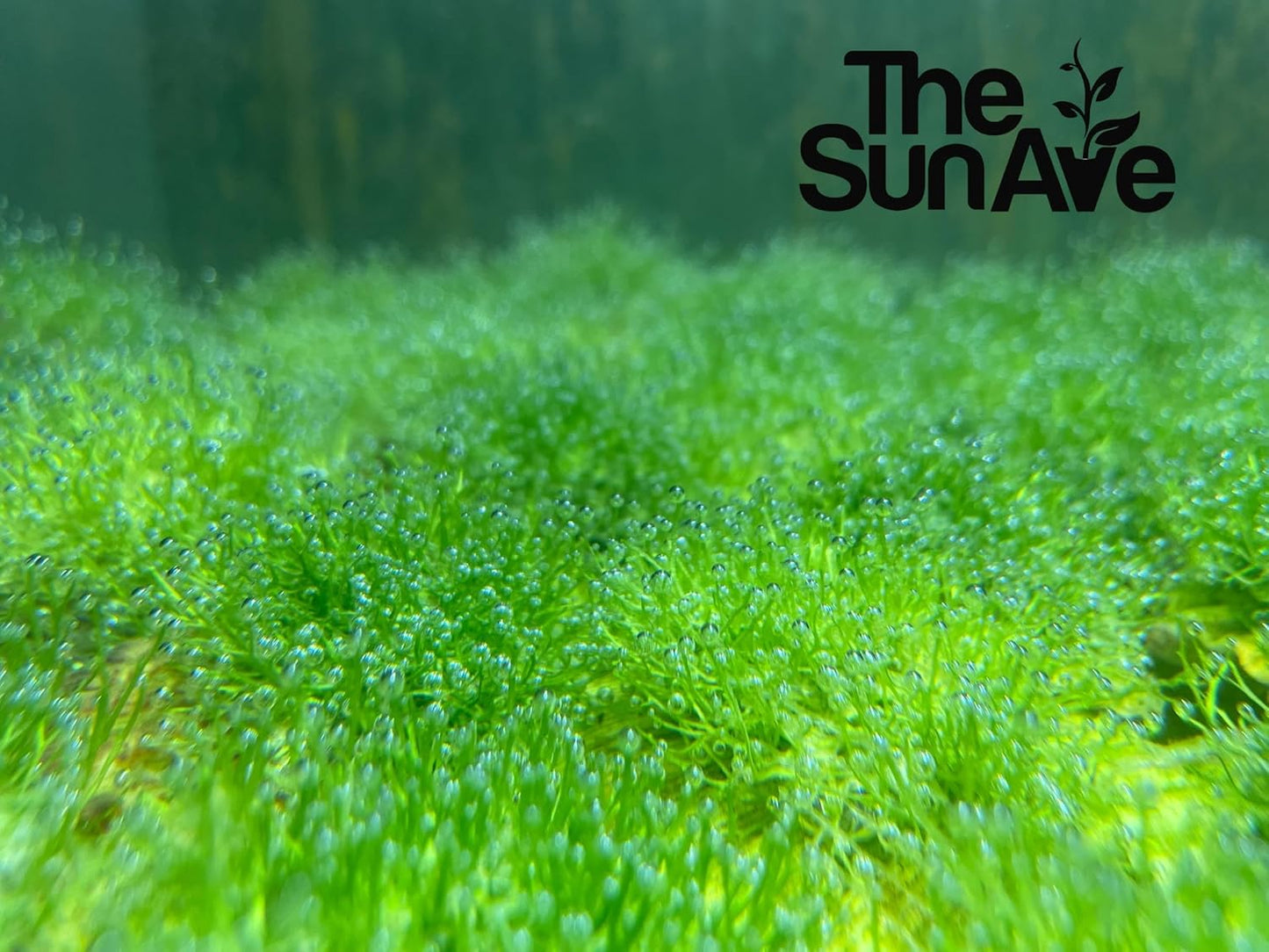 Riccia Fluitans Crystalwort Easy Freshwater Aquarium Live Plant Moss