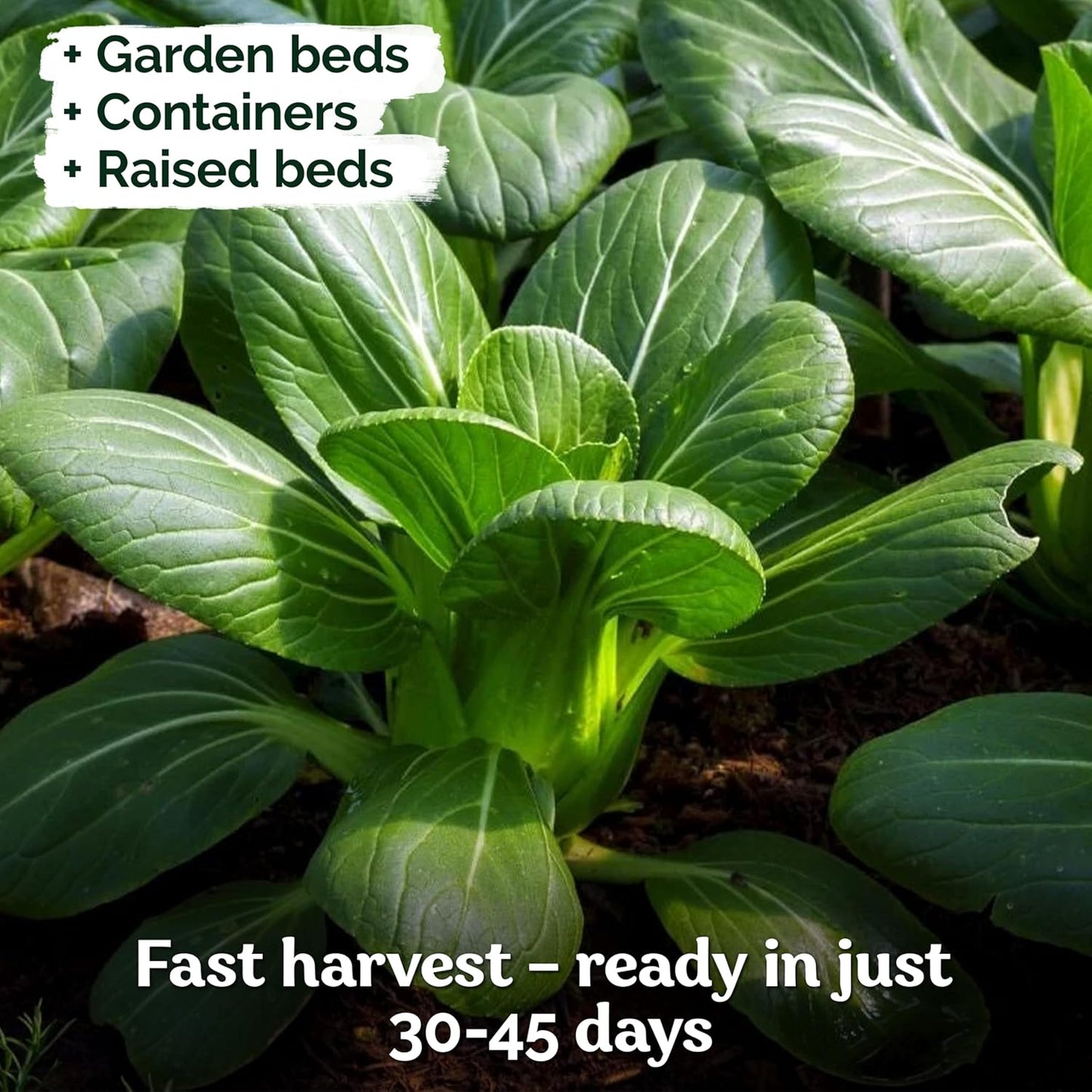 KVITER 1,200 Baby Bok Choy Seeds for Planting (Brassica rapa subsp. chinensis) – Heirloom Extra Dwarf Pak Choi, White Stem Chinese Variety – Organic Cabbage Seeds to Plant in Vegetable Garden