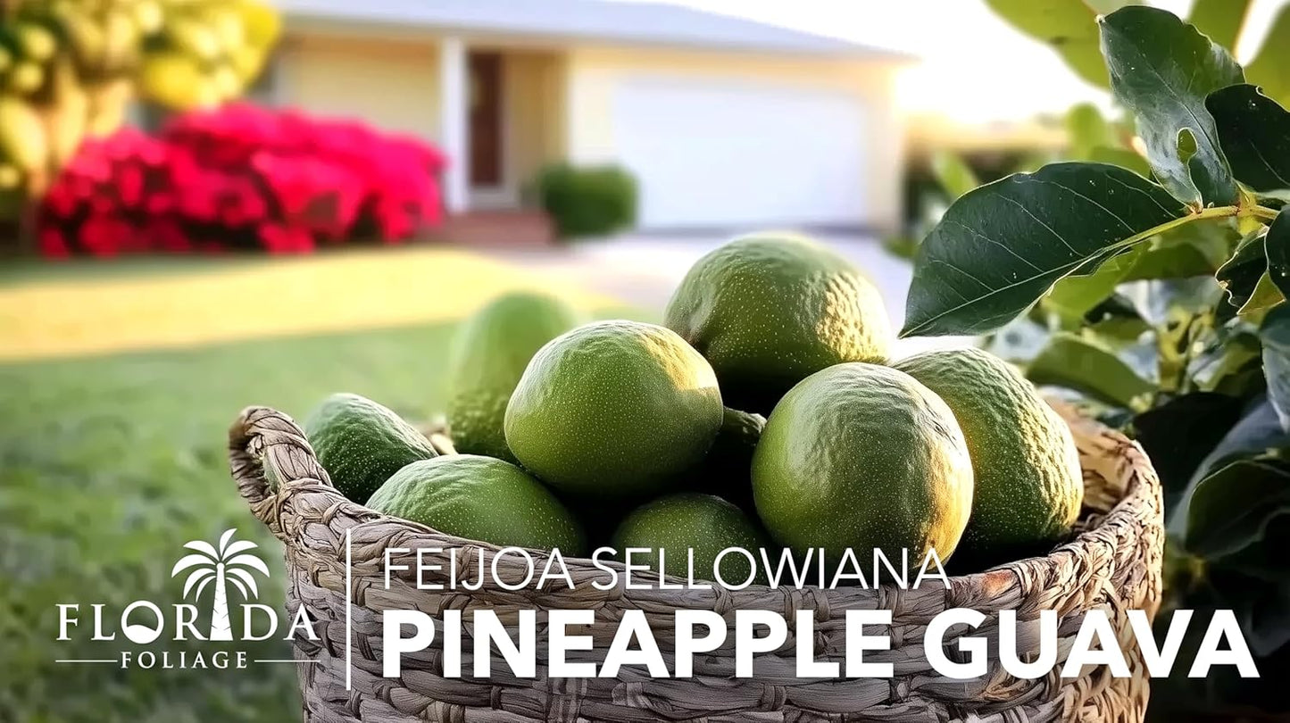 Pineapple Guava - 40 Live Plants - Feijoa Sellowiana - Edible Fruit and Flowering Foliage