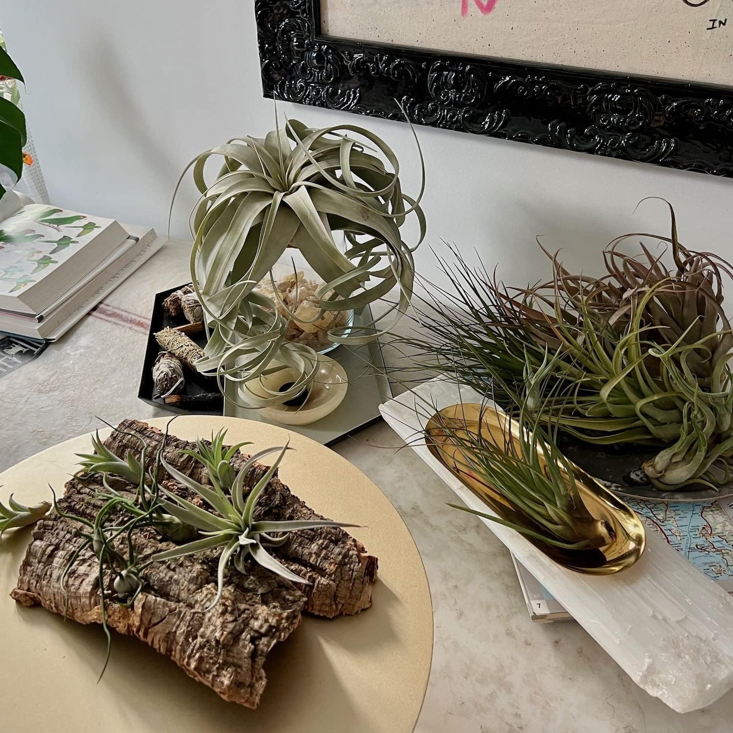 Air Plants - Loki Gift Box - 9ct - Live Arrival Guaranteed - House Plants for Home Decor & Gift